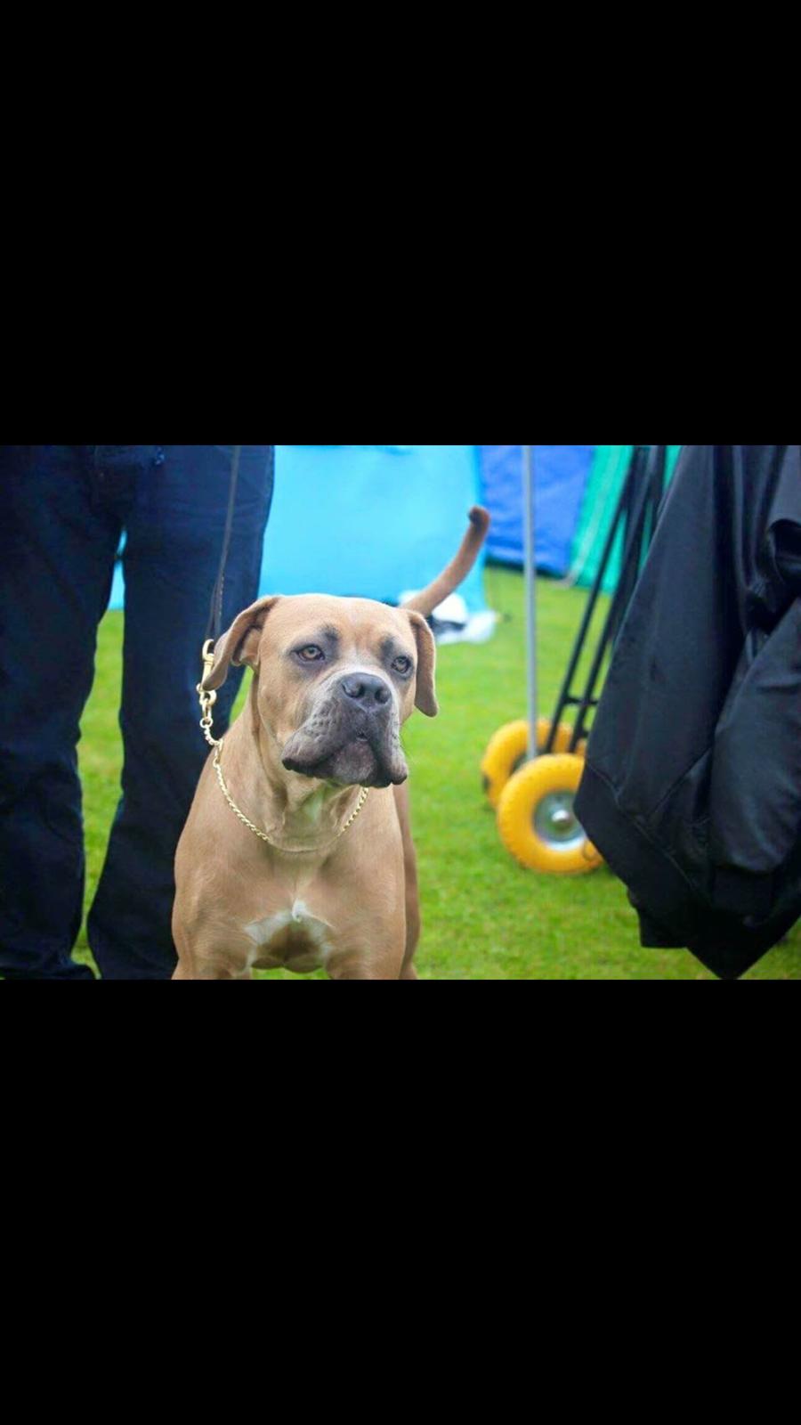 Cane corso Vigo billede 14