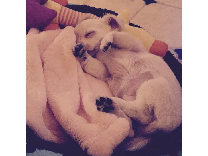 {{currentPhoto.altText}} billede {{currentPhoto.number}}