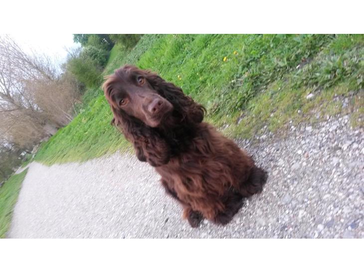 Cocker spaniel Mokka billede 1
