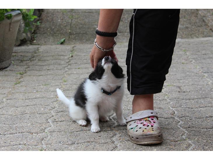 {{currentPhoto.altText}} billede {{currentPhoto.number}}