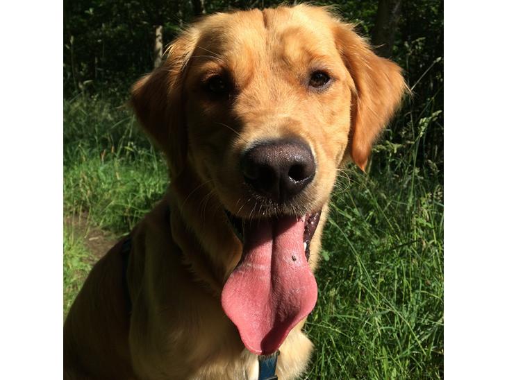 Golden retriever Arthur billede 1