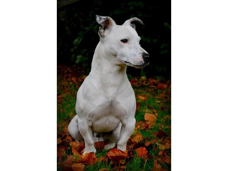 {{currentPhoto.altText}} billede {{currentPhoto.number}}