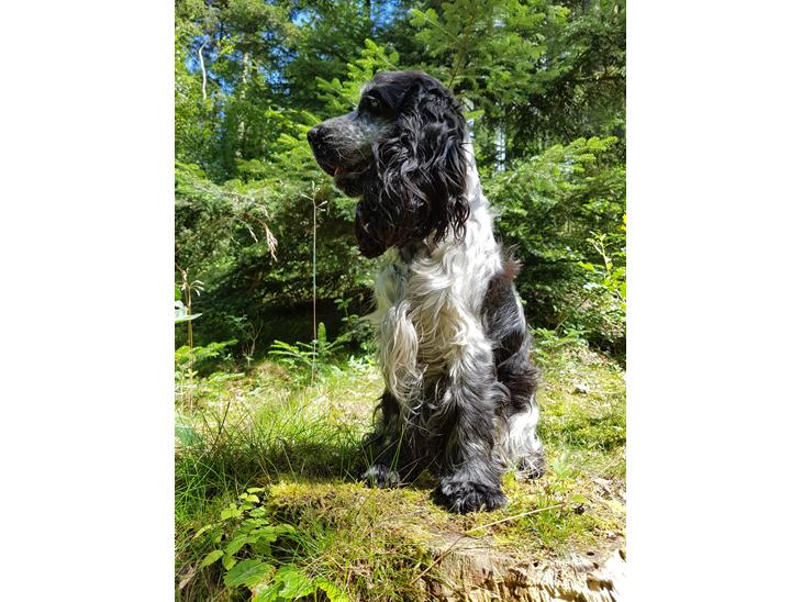 {{currentPhoto.altText}} billede {{currentPhoto.number}}