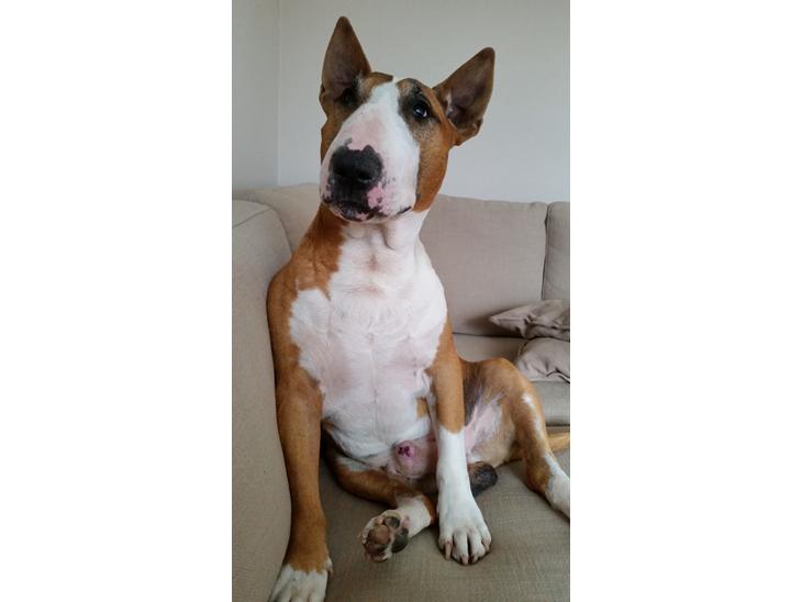 {{currentPhoto.altText}} billede {{currentPhoto.number}}