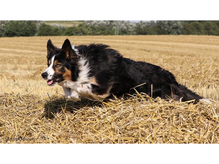 Border collie Jett R.I.P billede 1