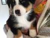 Australian shepherd Shila (My LuMi's Body Count)