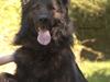 Schæferhund Diesel