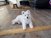 Samojedhund White Canis Mariah Carey "Emie"