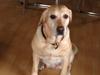 Labrador retriever Molly