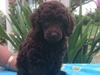 Dværgpuddel Orla  [Tidl. hund]