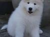 Samojedhund White Samara's Express Estella