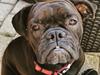 Olde english bulldogge Østergaards Småkage