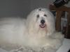 Coton de tulear Janus [Tidl. hund]