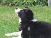 Border collie Selma