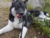 Siberian husky Cindy