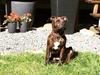 Staffordshire bull terrier Uffe