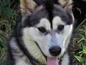 Alaskan malamute Shiva