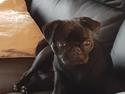Mops Maggie