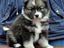 Finsk lapphund Lapinlunas Ronjatar - Malou
