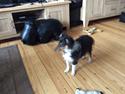 Shetland sheepdog Zeus