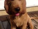 Basset fauve de bretagne Svante