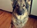 Schæferhund Sookie