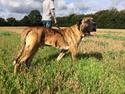 Dogo canario Armani Fuerza Bull (Manne)