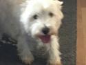 West highland white terrier bella
