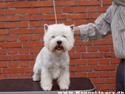 West highland white terrier omega ice