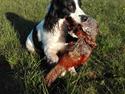 Field Trial Springer Spaniel rex