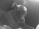 Blanding af racer Marley (RIP 26.07.2016)