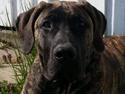 Dogo canario Pumba aka Baco Fuerza Bull
