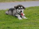 Alaskan malamute Saga