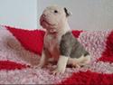 Olde english bulldogge MightyBulldogs Fat Joe *højt elsket himmelhund*