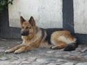 Schæferhund Senta
