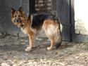 Schæferhund Buffy