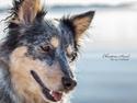 Australsk cattledog Turbo