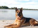 Schæferhund Dasiy