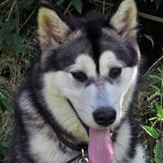Alaskan malamute Shiva