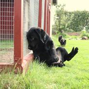 Labrador retriever Enya