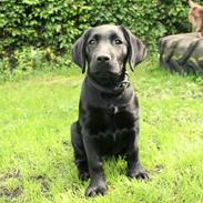 Labrador retriever Enya
