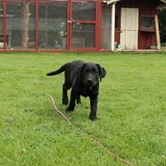 Labrador retriever Enya