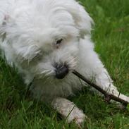 Coton de tulear Mille