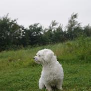 Coton de tulear Mille