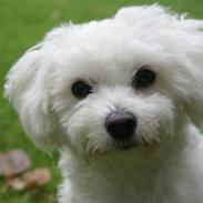 Coton de tulear Mille