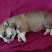 Welsh corgi pembroke Diesel