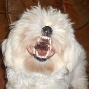 Malteser Molly