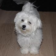 Malteser Molly