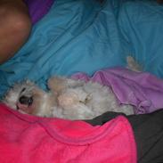 Malteser Molly