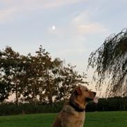 Blanding af racer Basse